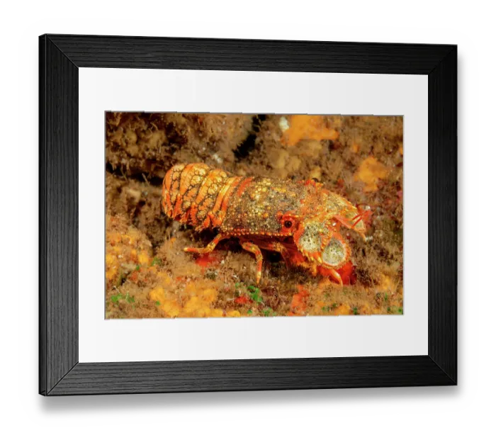 Framed Print : Regal slipper lobster (Arctides regalis) portrait, Hawaii, Pacific Ocean Framed Print : Regal slipper lobster (Arctides regalis) portrait, Hawaii, Pacific Ocean