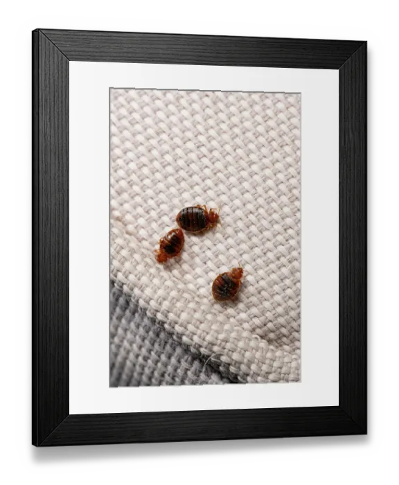 Framed Print : Three Bed bugs (Cimex lectularius) on cloth. Bred specimen. Controlled conditions Framed Print : Three Bed bugs (Cimex lectularius) on cloth. Bred specimen. Controlled conditions