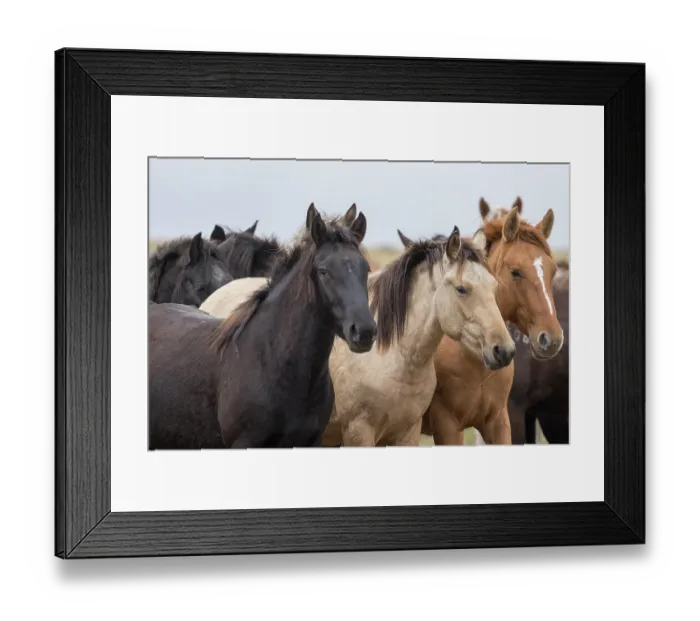 Framed Print : Portrait of wild Zhabe horses standing alert in the steppe, Abay, Kazakhstan Framed Print : Portrait of wild Zhabe horses standing alert in the steppe, Abay, Kazakhstan