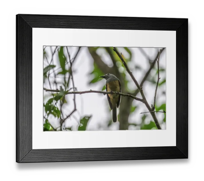 Framed Print : Island monarch (Monarcha cinerascens) perched in tree, Tunnung Island, New Ireland Province, Papua New Guinea Framed Print : Island monarch (Monarcha cinerascens) perched in tree, Tunnung Island, New Ireland Province, Papua New Guinea