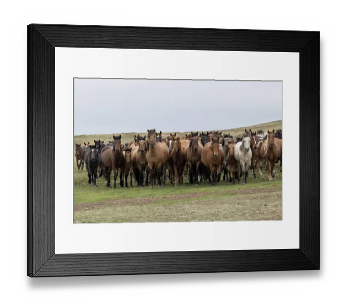 Framed Print : Herd of wild Zhabe horses standing alert in the steppe, Abay, Kazakhstan Framed Print : Herd of wild Zhabe horses standing alert in the steppe, Abay, Kazakhstan