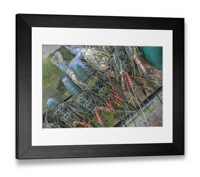 Framed Print : Several freshly caught Painted spiny lobsters (Panulirus versicolor) at market, Kavieng market, New Ireland Province, Papua New Guinea. November, 2023 Framed Print : Several freshly caught Painted spiny lobsters (Panulirus versicolor) at market, Kavieng market, New Ireland Province, Papua New Guinea. November, 2023