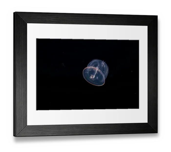 Framed Print : Acorn worm (Enteropneusta sp.) or Hemichordate worm (Hemichordata sp.) larvae swimming in open sea at night, Yap, Federated States of Micronesia, Pacific Ocean Framed Print : Acorn worm (Enteropneusta sp.) or Hemichordate worm (Hemichordata sp.) larvae swimming in open sea at night, Yap, Federated States of Micronesia, Pacific Ocean
