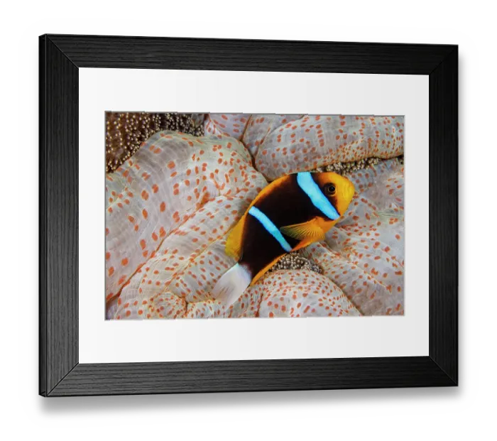 Framed Print : Clark's anemonefish (Amphiprion clarkii) swimming above Mertens carpet sea anemone (Stichodactyla mertensii), Yap, Micronesia, Pacific Ocean Framed Print : Clark's anemonefish (Amphiprion clarkii) swimming above Mertens carpet sea anemone (Stichodactyla mertensii), Yap, Micronesia, Pacific Ocean