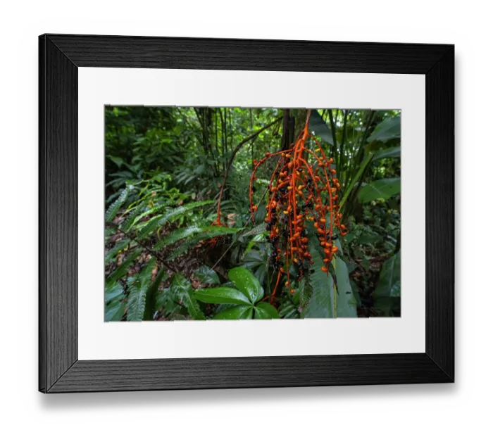 Framed Print : Palm (Chamaedorea sp) fruits in tropical rainforest, Caribbean slope of Guatemala, Sierra Caral, Izabal, Guatemala Framed Print : Palm (Chamaedorea sp) fruits in tropical rainforest, Caribbean slope of Guatemala, Sierra Caral, Izabal, Guatemala