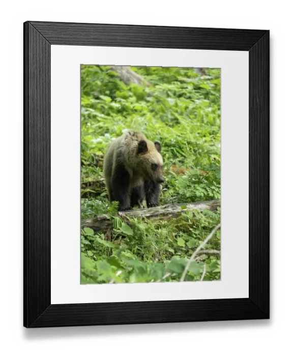 Framed Print : Young Ussuri brown bear (Ursus arctos lasiotus) female standing with front paws on stick in forest, Shiretoko Peninsula National Park, Hokkaido, Japan, June Framed Print : Young Ussuri brown bear (Ursus arctos lasiotus) female standing with front paws on stick in forest, Shiretoko Peninsula National Park, Hokkaido, Japan, June