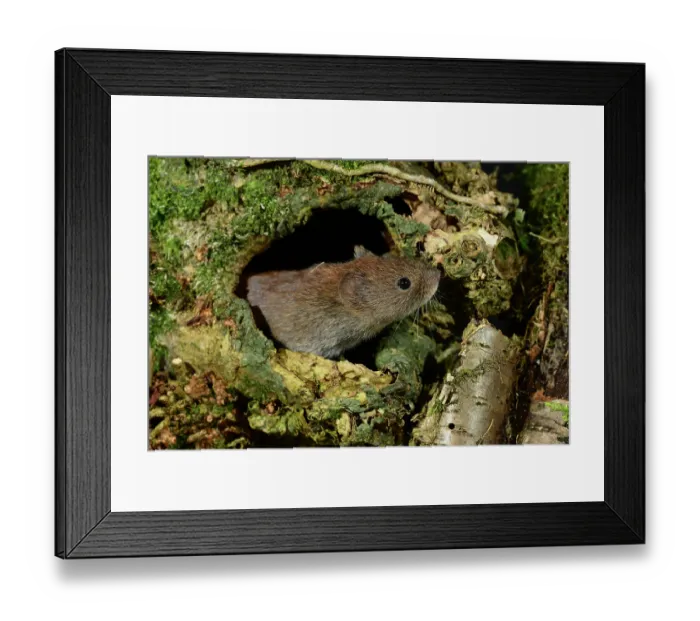 Framed Print : Bank vole (Clethrionomys glareolus) peering out from hole in fallen tree in woodland, Dorset, England, UK. March Framed Print : Bank vole (Clethrionomys glareolus) peering out from hole in fallen tree in woodland, Dorset, England, UK. March