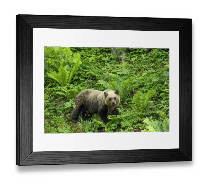 Framed Print : Young Ussuri brown bear (Ursus arctos lasiotus) female walking through ferns, Shiretoko Peninsula National Park, Hokkaido, Japan, June Framed Print : Young Ussuri brown bear (Ursus arctos lasiotus) female walking through ferns, Shiretoko Peninsula National Park, Hokkaido, Japan, June