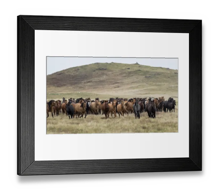 Framed Print : Herd of wild Zhabe horses running in the steppe, Abay, Kazakhstan Framed Print : Herd of wild Zhabe horses running in the steppe, Abay, Kazakhstan