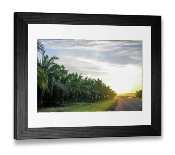 Framed Print : Oil palm (Elaeis guineensis) plantation fringing the Boluminski Highway, northern New Ireland, Papua New Guinea. December, 2023 Framed Print : Oil palm (Elaeis guineensis) plantation fringing the Boluminski Highway, northern New Ireland, Papua New Guinea. December, 2023