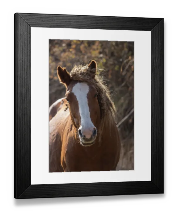 Framed Print : Wild Adaev stallion, potrait, Khrebet Zailiyskiy Alatau, Kazakhstan Framed Print : Wild Adaev stallion, potrait, Khrebet Zailiyskiy Alatau, Kazakhstan