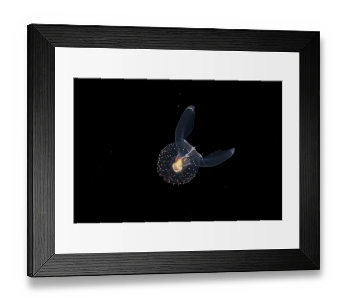 Framed Print : Sea angel (Gymnosomata sp.) swimming in open sea at night, Yap, in the Federated States of Micronesia, Pacific Ocean Framed Print : Sea angel (Gymnosomata sp.) swimming in open sea at night, Yap, in the Federated States of Micronesia, Pacific Ocean