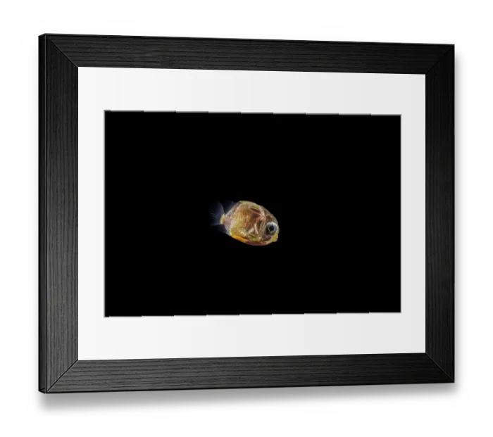 Framed Print : Butterflyfish (Chaetodon sp.) larvae swimming in open sea at night, Yap, Federated States of Micronesia, Pacific Ocean Framed Print : Butterflyfish (Chaetodon sp.) larvae swimming in open sea at night, Yap, Federated States of Micronesia, Pacific Ocean