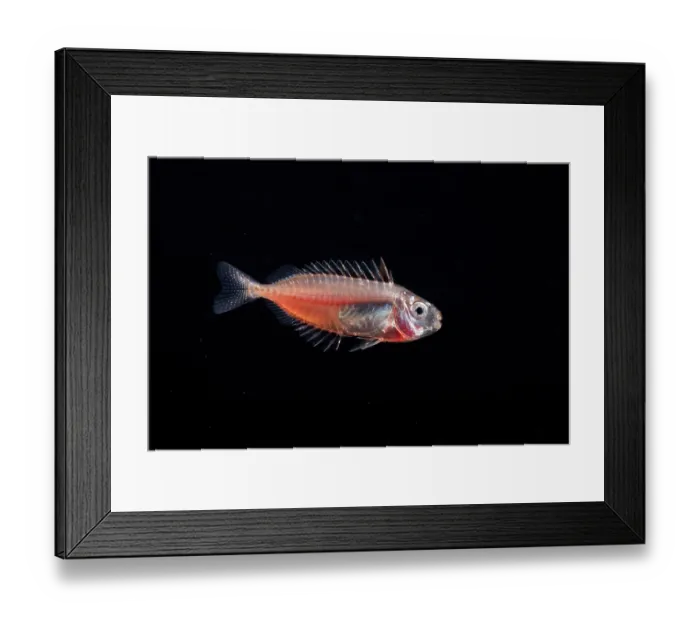 Framed Print : Rabbitfish (Siganus sp.) larvae, Yap, Federated States of Micronesia, Pacific Ocean Framed Print : Rabbitfish (Siganus sp.) larvae, Yap, Federated States of Micronesia, Pacific Ocean