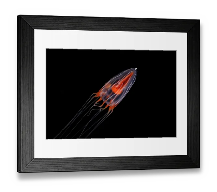 Framed Print : Hydrozoan jellyfish (Hydromedusae sp.) swimming in open sea at night, Yap, in the Federated States of Micronesia, Pacific Ocean Framed Print : Hydrozoan jellyfish (Hydromedusae sp.) swimming in open sea at night, Yap, in the Federated States of Micronesia, Pacific Ocean