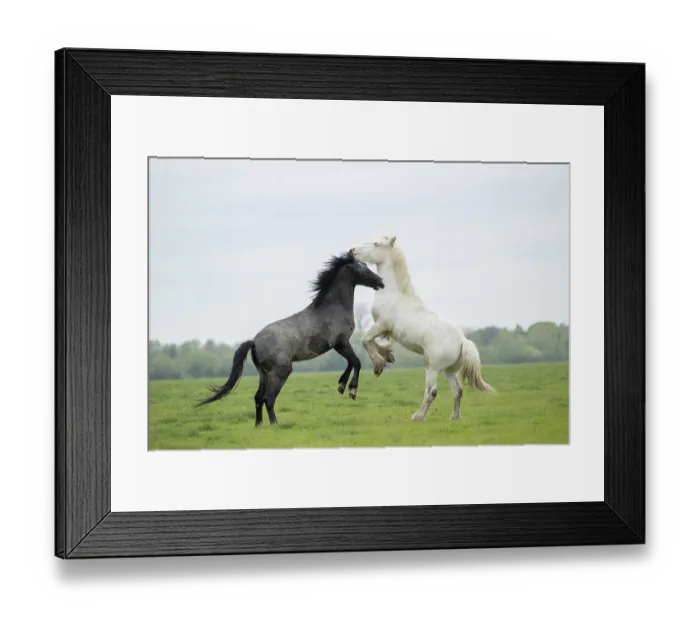 Framed Print : Free roaming Gypsy Vanner colt / horse (right) playfighting with another colt, on the flood plains, Port Meadow, Oxford, Oxfordshire, England.u Framed Print : Free roaming Gypsy Vanner colt / horse (right) playfighting with another colt, on the flood plains, Port Meadow, Oxford, Oxfordshire, England.u