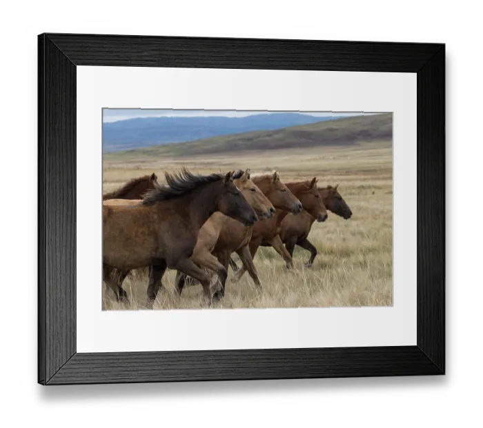 Framed Print : Six wild Zhabe horses running head to head in the steppe, Abay, Kazakhstan