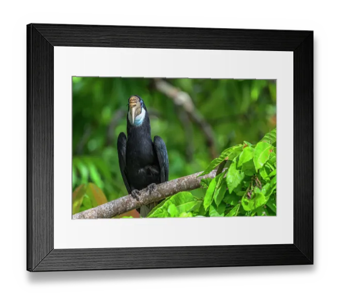 Framed Print : Blyth's hornbill (Rhyticeros plicatus) perched on branch, Kavieng, New Ireland Province, Papua New Guinea Framed Print : Blyth's hornbill (Rhyticeros plicatus) perched on branch, Kavieng, New Ireland Province, Papua New Guinea