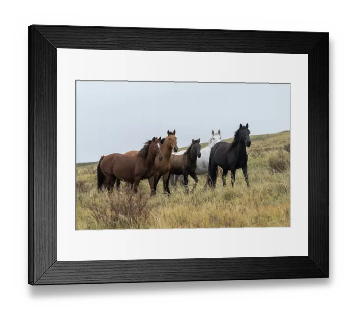 Framed Print : Small herd of wild Zhabe horses standing alert in the steppe, Abay, Kazakhstan Framed Print : Small herd of wild Zhabe horses standing alert in the steppe, Abay, Kazakhstan