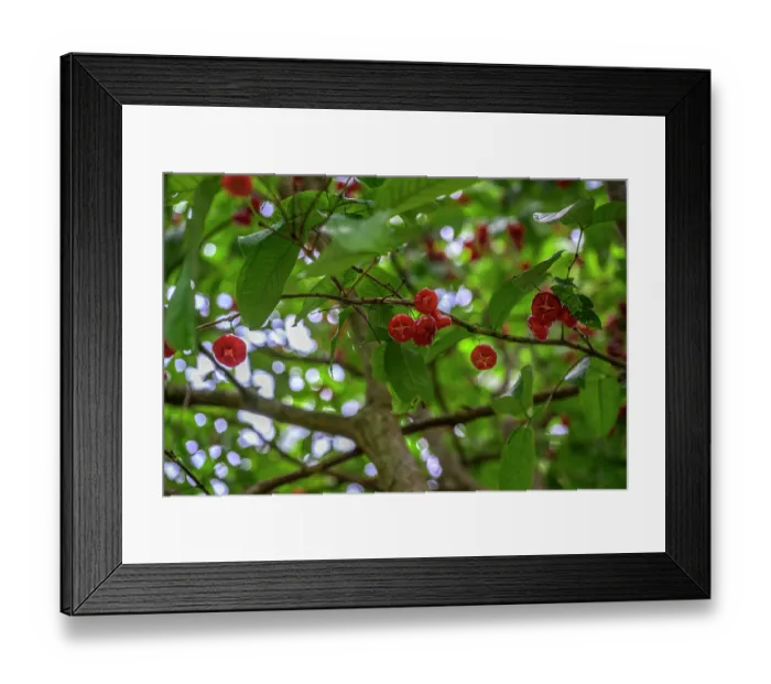 Framed Print : Wax apple (Syzygium samarangense) tree with ripe fruits, Nusa Island, New Ireland Province, Papua new Guinea Framed Print : Wax apple (Syzygium samarangense) tree with ripe fruits, Nusa Island, New Ireland Province, Papua new Guinea
