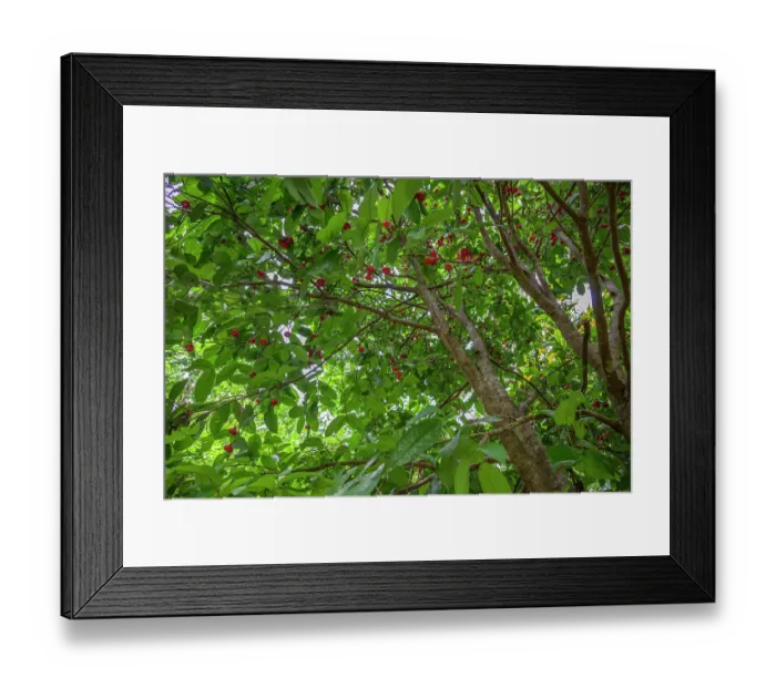 Framed Print : Wax apple (Syzygium samarangense) tree with ripe fruits, Nusa Island, New Ireland Province, Papua new Guinea Framed Print : Wax apple (Syzygium samarangense) tree with ripe fruits, Nusa Island, New Ireland Province, Papua new Guinea