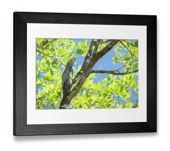Framed Print : RF - Great potoo (Nyctibius grandis) perched in tree, Pantanal wetlands, Mato Grosso, Brazil. (This image may be licensed either as rights managed or royalty free.)