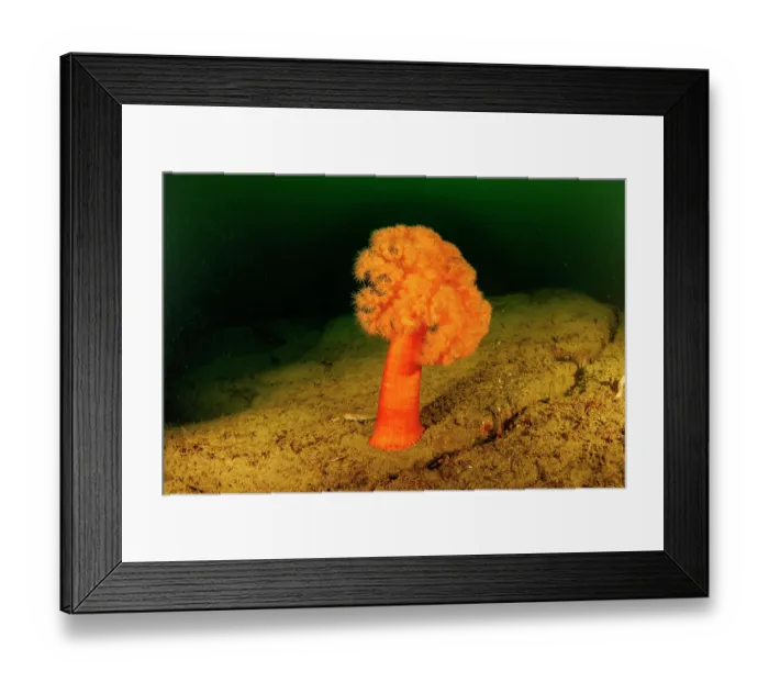 Framed Print : Orange plumose anemone (Metridium senile) on seabed, British Columbia, Canada, Pacific Ocean Framed Print : Orange plumose anemone (Metridium senile) on seabed, British Columbia, Canada, Pacific Ocean