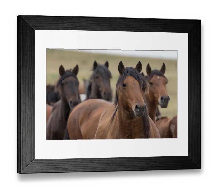 Framed Print : Portrait of four Wild Zhabe horses standing alert in the steppe, Abay, Kazakhstan Framed Print : Portrait of four Wild Zhabe horses standing alert in the steppe, Abay, Kazakhstan