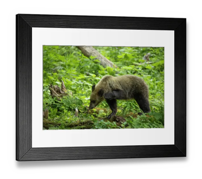 Framed Print : Young Ussuri brown bear (Ursus arctos lasiotus) female scratching ear with front paw in forest, Shiretoko Peninsula National Park, Hokkaido, Japan, June Framed Print : Young Ussuri brown bear (Ursus arctos lasiotus) female scratching ear with front paw in forest, Shiretoko Peninsula National Park, Hokkaido, Japan, June