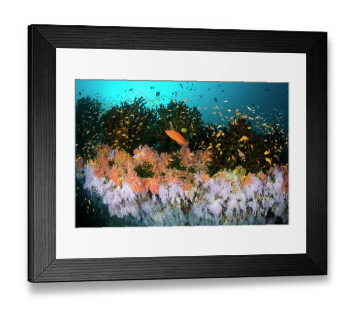 Framed Print : Coral grouper (Cephalopholis miniata) Framed Print : Coral grouper (Cephalopholis miniata)
