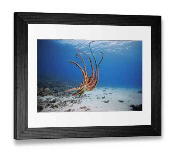 Framed Print : Day octopus (Octopus cyanea) drifting over seabed in shallow water, Hawaii, Pacific Ocean Framed Print : Day octopus (Octopus cyanea) drifting over seabed in shallow water, Hawaii, Pacific Ocean