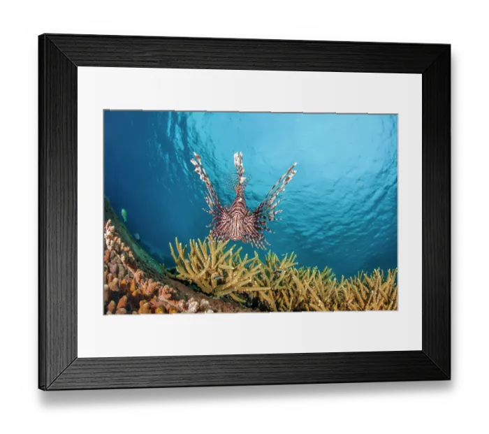Framed Print : Lionfish (Pterois volitans) swimming over coral reef, Indonesia, Indo-Pacific Framed Print : Lionfish (Pterois volitans) swimming over coral reef, Indonesia, Indo-Pacific