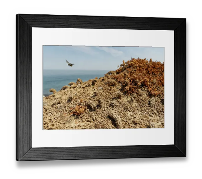 Framed Print : Spiny mason wasp (Odynerus spinipes) female, flying towards mud chimney protecting her nest burrow on coastal sand bank, Cornwall, England, UK. June Framed Print : Spiny mason wasp (Odynerus spinipes) female, flying towards mud chimney protecting her nest burrow on coastal sand bank, Cornwall, England, UK. June