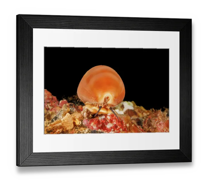 Framed Print : Groove tooth cowry (Lyncina sulcidentata) on coral reef, Hawaii, Pacific Ocean Framed Print : Groove tooth cowry (Lyncina sulcidentata) on coral reef, Hawaii, Pacific Ocean