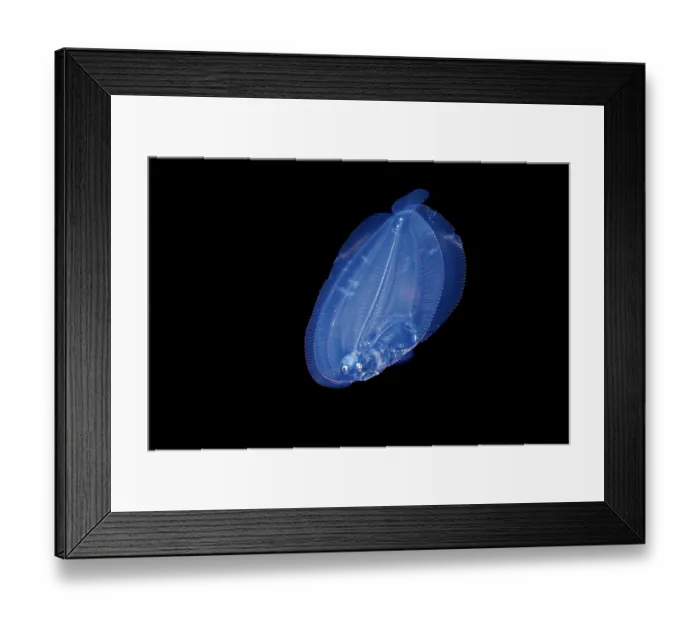 Framed Print : Peacock flounder (Bothus lunatus) larvae swimming in open ocean at night, Yap, Federated States of Micronesia, Pacific Ocean Framed Print : Peacock flounder (Bothus lunatus) larvae swimming in open ocean at night, Yap, Federated States of Micronesia, Pacific Ocean