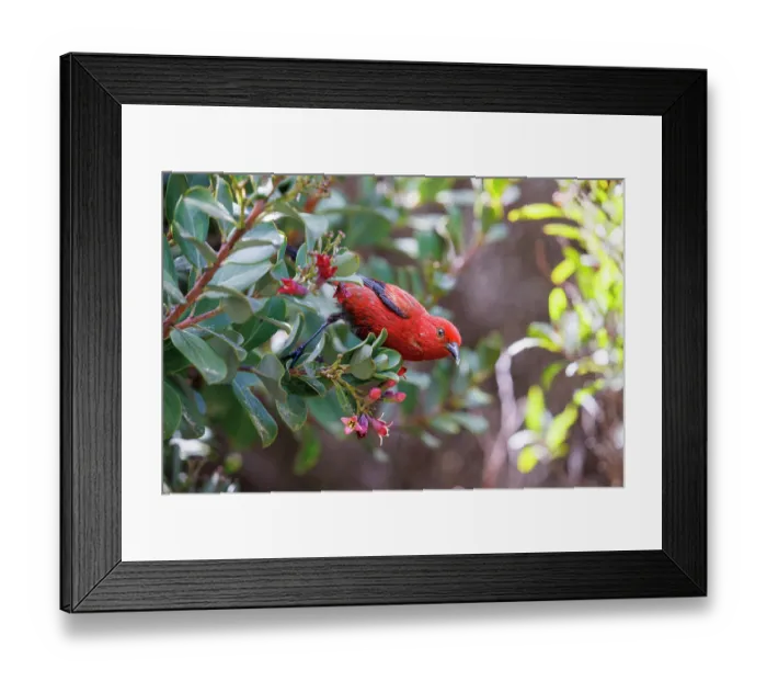 Framed Print : Apapane bird (Himatione sanguinea) feeding on a flower blossom, Hosmer Grove, Haleakala National Park, Maui, Hawaii Framed Print : Apapane bird (Himatione sanguinea) feeding on a flower blossom, Hosmer Grove, Haleakala National Park, Maui, Hawaii