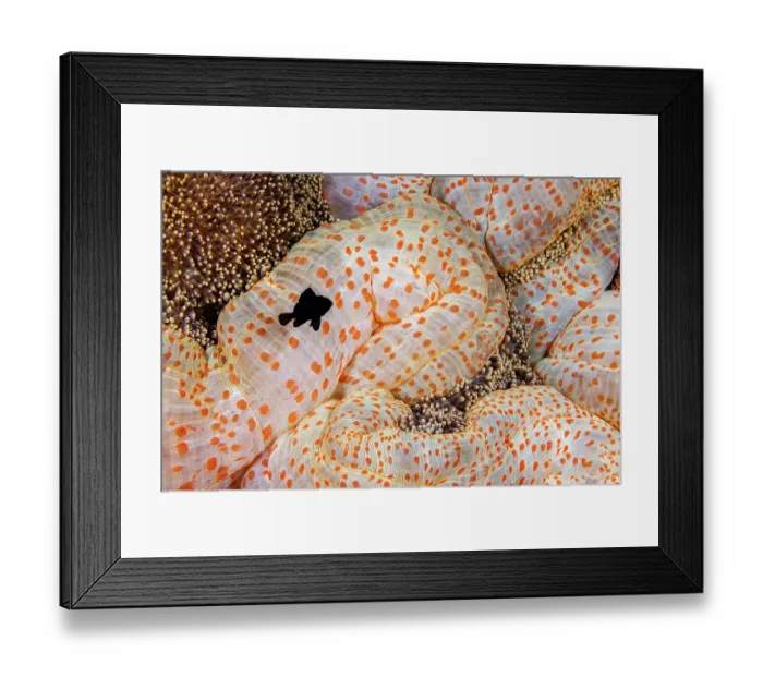 Framed Print : Three spot damselfish (Dascyllus trimaculatus) juvenile, swimming beside Mertens carpet sea anemone (Stichodactyla mertensii) for protection, Yap, Micronesia, Pacific Ocean Framed Print : Three spot damselfish (Dascyllus trimaculatus) juvenile, swimming beside Mertens carpet sea anemone (Stichodactyla mertensii) for protection, Yap, Micronesia, Pacific Ocean
