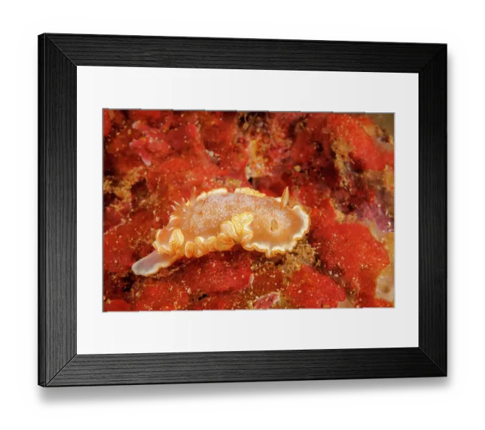 Framed Print : Snow-goddess nudibranch (Ardeadoris poliahu) crawling on coral reef, Hawaii, Pacific Ocean Framed Print : Snow-goddess nudibranch (Ardeadoris poliahu) crawling on coral reef, Hawaii, Pacific Ocean