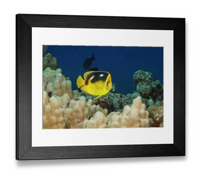 Framed Print : Fourspot butterflyfish (Chaetodon quadrimaculatus) swimming over coral, Hawaii, Pacific Ocean Framed Print : Fourspot butterflyfish (Chaetodon quadrimaculatus) swimming over coral, Hawaii, Pacific Ocean
