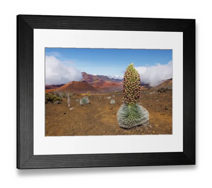 Framed Print : A rare blooming Haleakala silversword plant (Argyroxiphium sandwicense macrocephalum) inside Haleakala Crater, Haleakala National Park, Hawaii. Critically endangered Framed Print : A rare blooming Haleakala silversword plant (Argyroxiphium sandwicense macrocephalum) inside Haleakala Crater, Haleakala National Park, Hawaii. Critically endangered