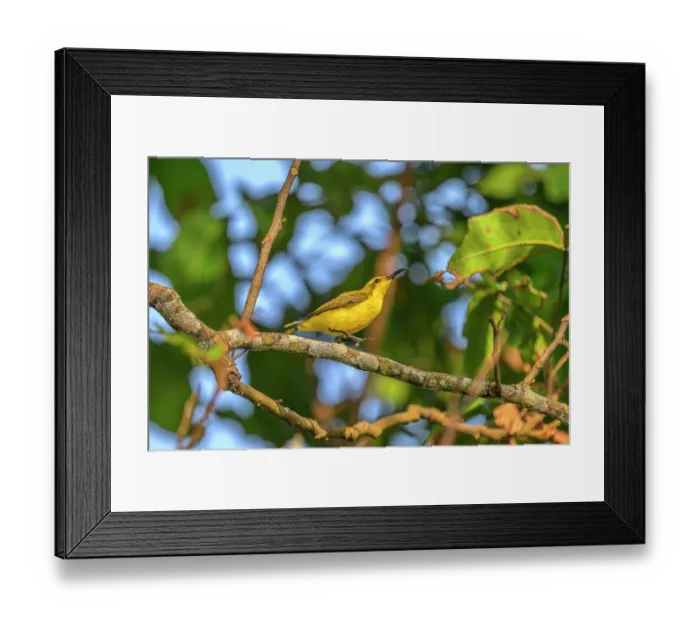 Framed Print : Sahul sunbird (Cinnyris frenatus) perched in tree, Mussau Island. New Ireland Province, Papua New Guinea Framed Print : Sahul sunbird (Cinnyris frenatus) perched in tree, Mussau Island. New Ireland Province, Papua New Guinea