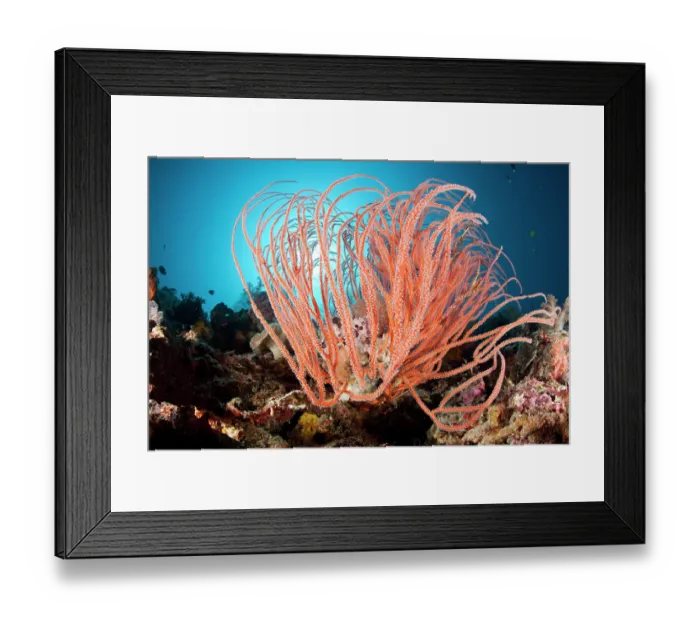 Framed Print : Red sea whip coral (Ellisella grandis) on coral reef, Tubbataha Natural Park, Cagayancillo, Palawan, Philippines, Sulu Sea Framed Print : Red sea whip coral (Ellisella grandis) on coral reef, Tubbataha Natural Park, Cagayancillo, Palawan, Philippines, Sulu Sea