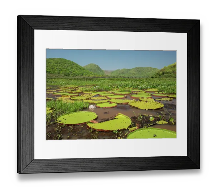 Framed Print : RF - Giant water lilies (Victoria sp.) in wetland, Serra do Amolar, Pantanal, Mato Grosso, Brazil. (This image may be licensed either as rights managed or royalty free.) Framed Print : RF - Giant water lilies (Victoria sp.) in wetland, Serra do Amolar, Pantanal, Mato Grosso, Brazil. (This image may be licensed either as rights managed or royalty free.)