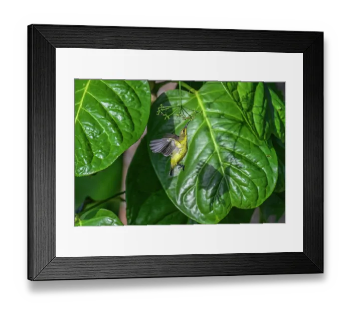 Framed Print : Sahul sunbird (Cinnyris frenatus) nectaring from a flower, Mussau Island, New Ireland Province, Papua New Guinea Framed Print : Sahul sunbird (Cinnyris frenatus) nectaring from a flower, Mussau Island, New Ireland Province, Papua New Guinea