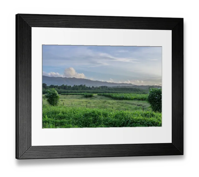 Framed Print : Oil palm (Elaeis guineensis) nurseries fringing the Boluminski Highway, northern New Ireland, Papua New Guinea. December, 2023 Framed Print : Oil palm (Elaeis guineensis) nurseries fringing the Boluminski Highway, northern New Ireland, Papua New Guinea. December, 2023