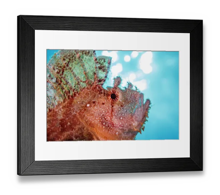 Framed Print : Leaf scorpionfish (Taenianotus triacanthus) head portrait, Hawaii, Pacific Ocean Framed Print : Leaf scorpionfish (Taenianotus triacanthus) head portrait, Hawaii, Pacific Ocean