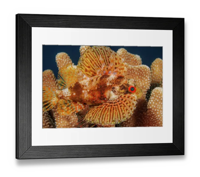 Framed Print : Hawaiian lionfish (Dendrochirus barberi) resting in Antler coral (Pocillopora eydouxi), Hawaii, Pacific Ocean