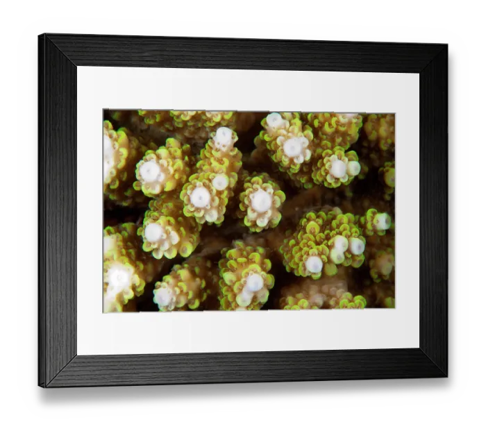 Framed Print : Closeup of Purple tipped acropora coral (Acropora tenuis), Maldives, Indian Ocean Framed Print : Closeup of Purple tipped acropora coral (Acropora tenuis), Maldives, Indian Ocean