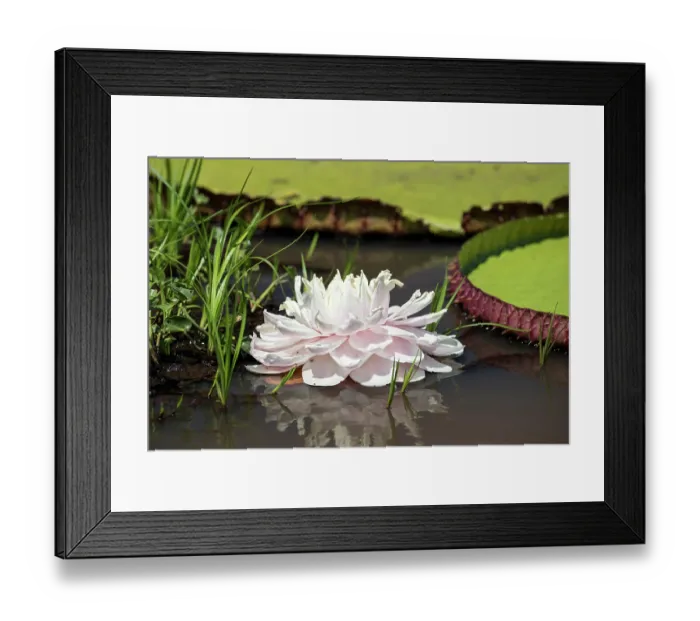 Framed Print : Giant water lily (Victoria sp.) in flower, Serra do Amolar, Pantanal, Mato Grosso, Brazil Framed Print : Giant water lily (Victoria sp.) in flower, Serra do Amolar, Pantanal, Mato Grosso, Brazil