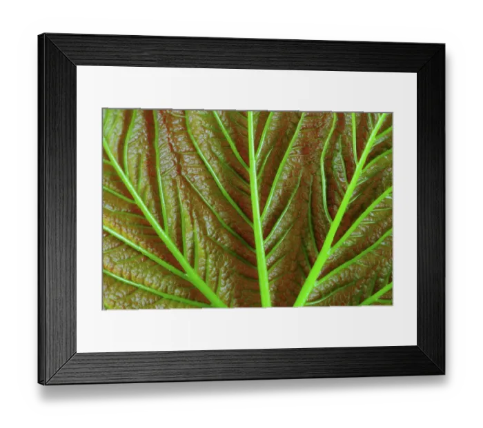 Framed Print : Sycamore (Acer pseudoplatanus) leaf, close up of underside, Dorset, England, UK. April. Studio shot